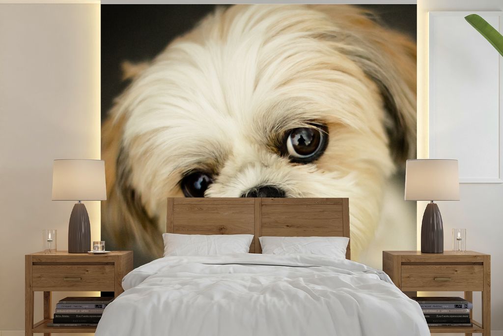 MuchoWow Fototapete für Wohnzimmer oder Schlafzimmer Wandtapete Vinyl Motivtapete Shih Tzu Hund schaut schräg in die Kamera - 350x350 cm - Schl...
