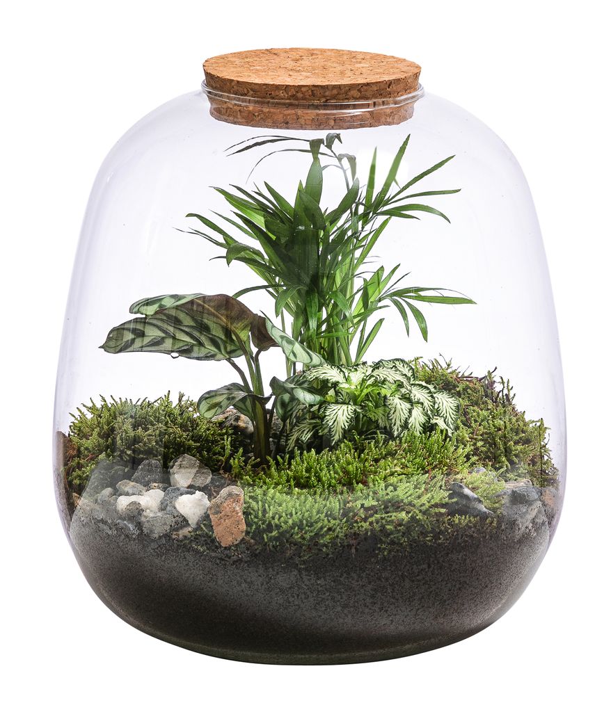 Dehner Flaschengarten DIY Set Urwald, 8-teilig inkl. 1x Mosaik Pflanze, 1x Marante, 1x Bergpalme, Terrarium / Zubehör, 24 x 23 cm, Glas / Naturmat...