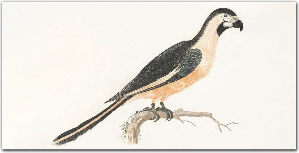 Coloray Bild aus Leinwand 120x60 Leinwand Dekoration - Tier Vogel Zweig