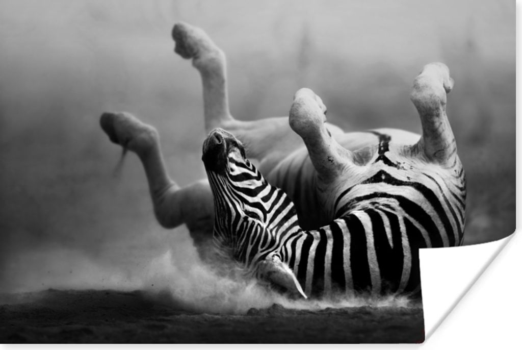 MuchoWow Poster Zebra - Tiere - Schwarz - Weiß 30x20 cm - Plakate - Print