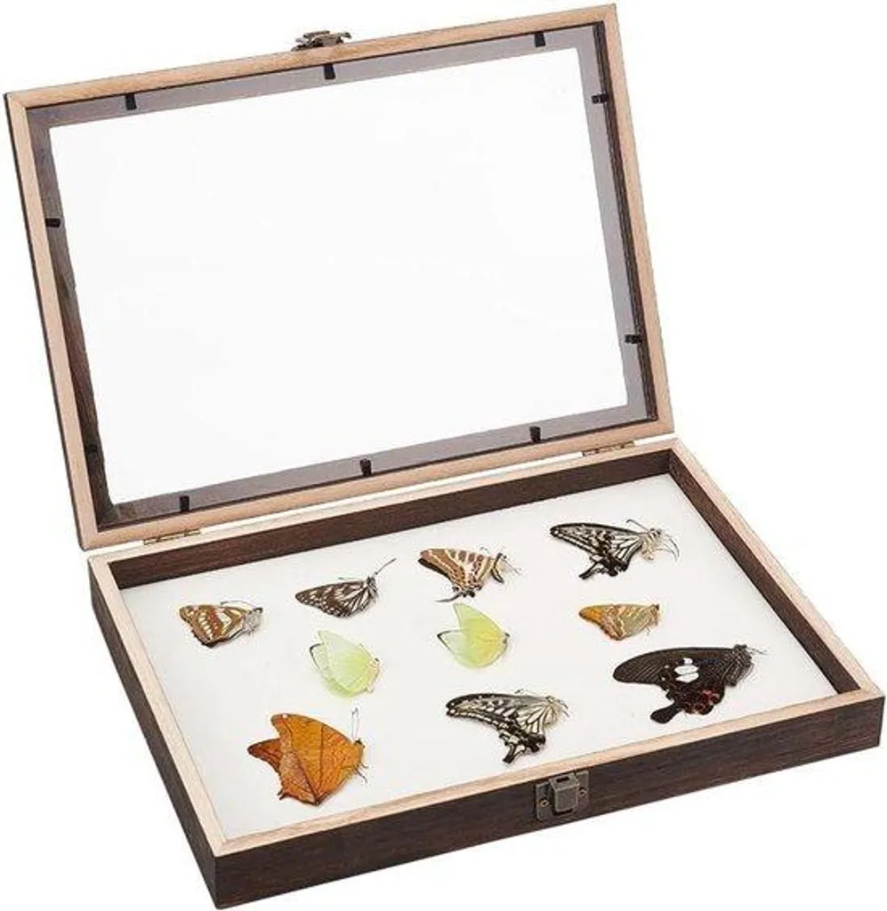 Vitrine de protection transparente anti-poussière avec socle noir robuste
