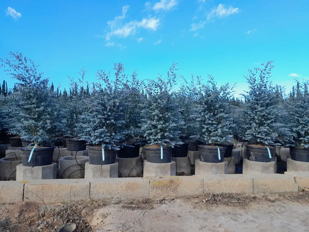 Eucalyptus gunnii Azura 140 cm rustique - Feuillage bleu persistant