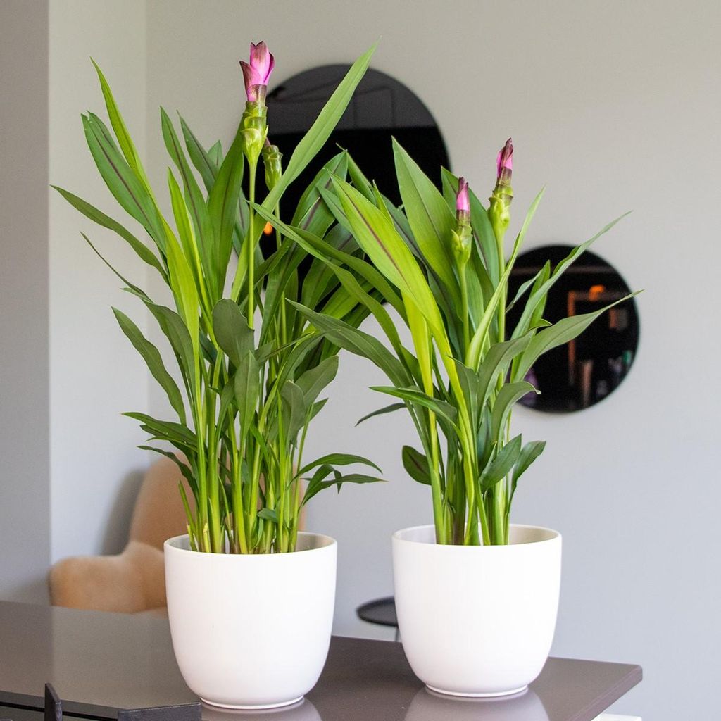 Bloomique - Curcuma Siam - Kurkuma Pflanze - Siamesische