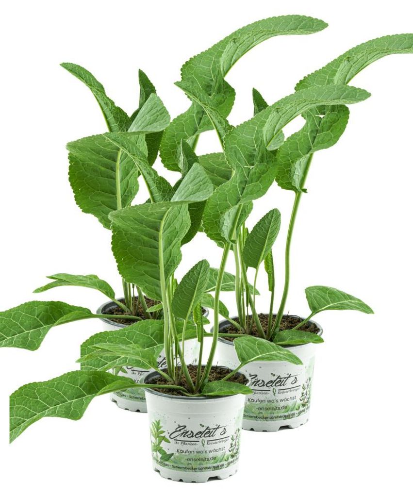 Enseleits 3er Set Meerrettich Pflanze, frische Kräuter Produktbild 