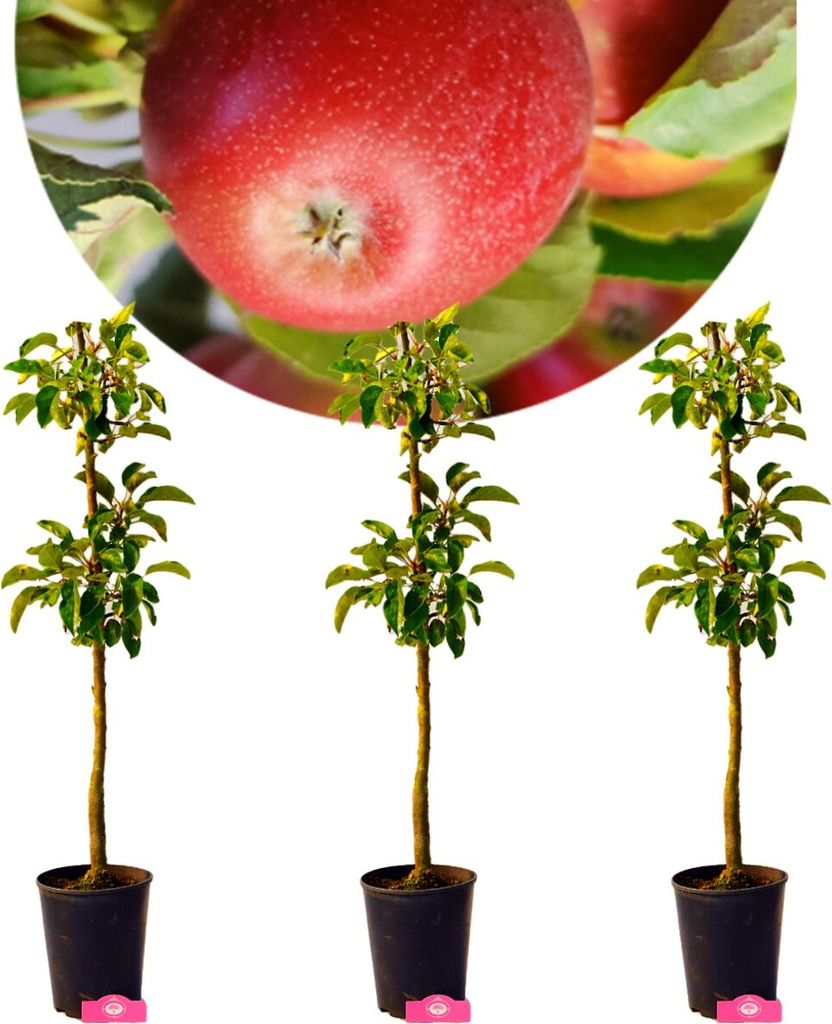 A close-up of a red apple above three potted saplings, presented against a white background.