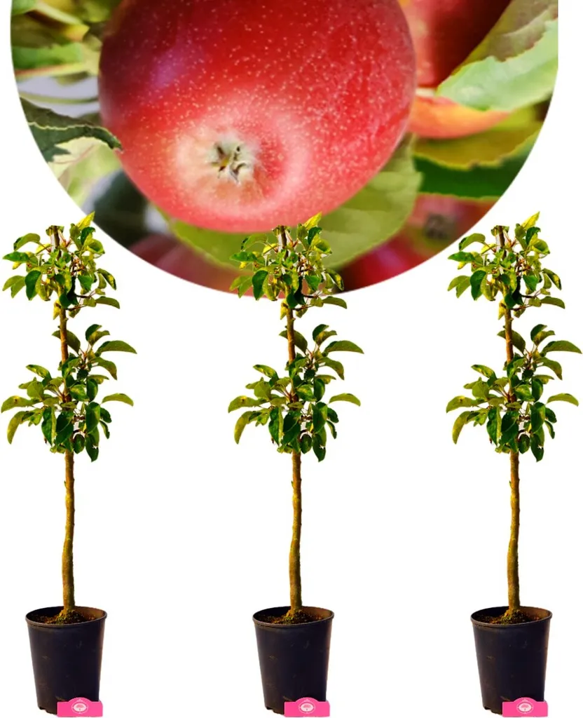 Pommier Colonnaire en Lot de 3 - Arbres Fruitiers pour Petit Jardin