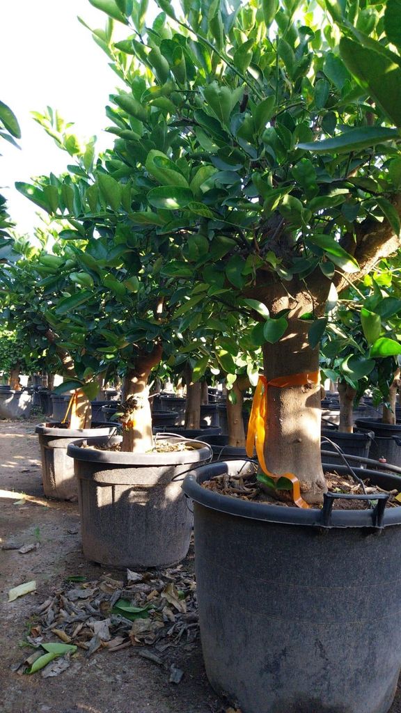 Sunny Tree – drzewo limonkowe – 30 lat – Citrus Latifolia – Zdjęcie produktu 