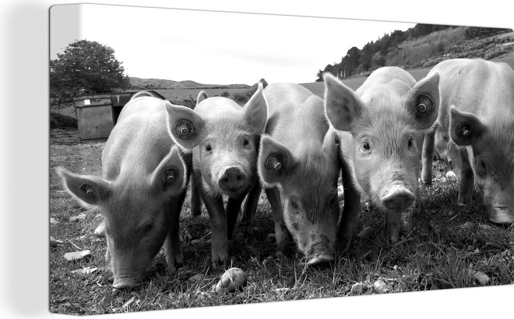 MuchoWow - Leinwandbilder - Ferkel in einer Reihe - schwarz und weiß, Wandbild, Wanddeko Bilder Wohnzimmer, 80x40 cm