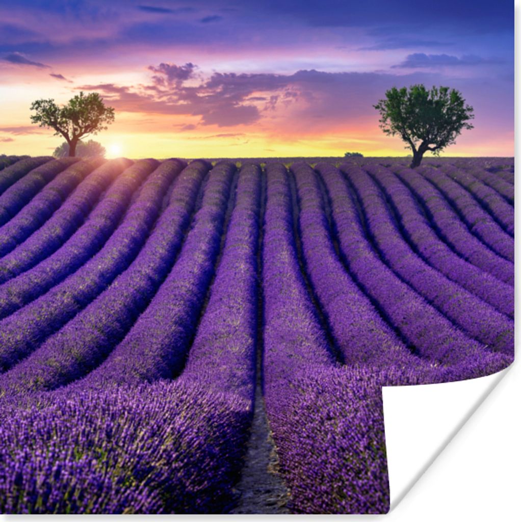MuchoWow Poster Lavendel - Hügel - Sonnenuntergang - Bpmen - Lila 100x100 cm - Babyzimmer