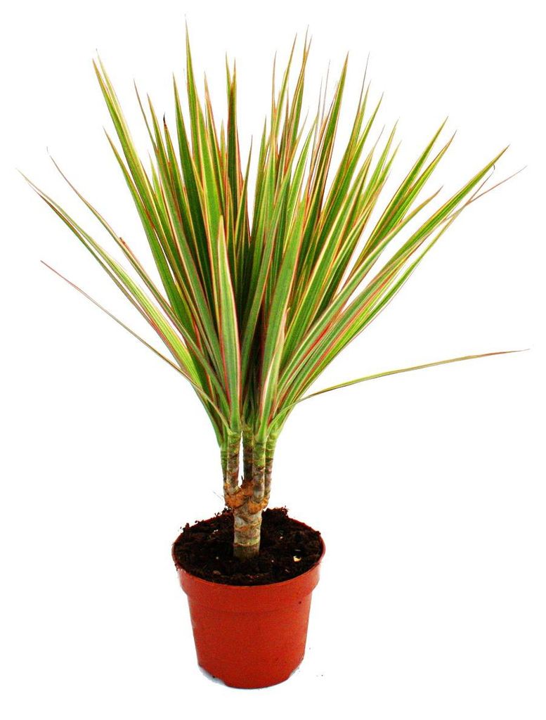 Exotenherz – dračí strom – Dracaena marginata „Bicolor“ – 1 Obrázek produktu 