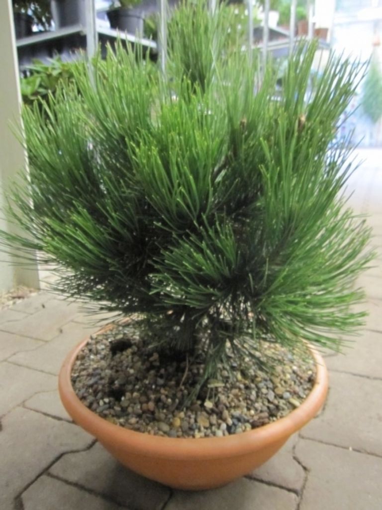 Pinus heldreichii Compact Gem - kompakte Schlangenhautkiefer 50-60