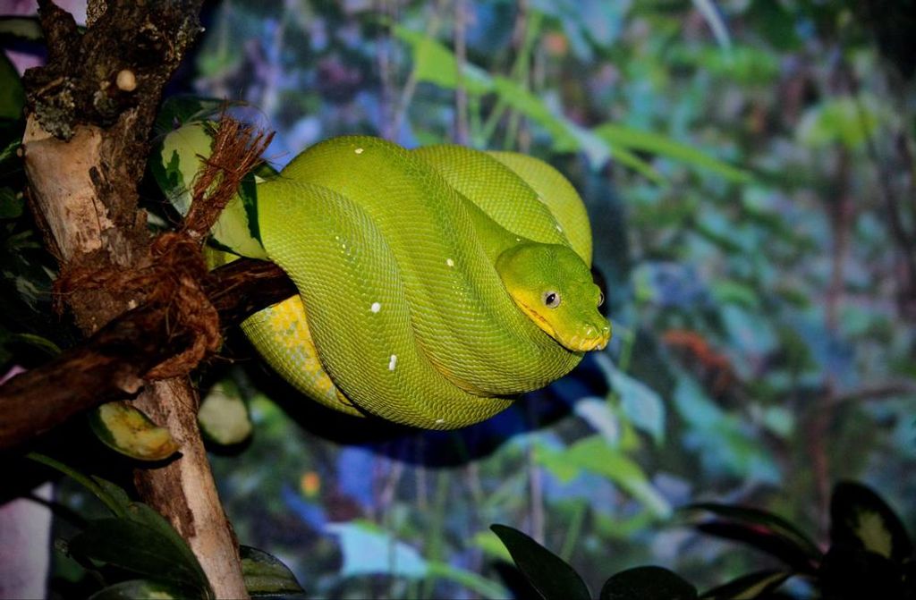 hansepuzzle 29290 - Schlange Puzzle, 500 Teile, Tierwelt, 46,0 x 30,0cm mit hochwertiger Aufbewahrung, Kartonbox und wiederverschließbarem Beutel