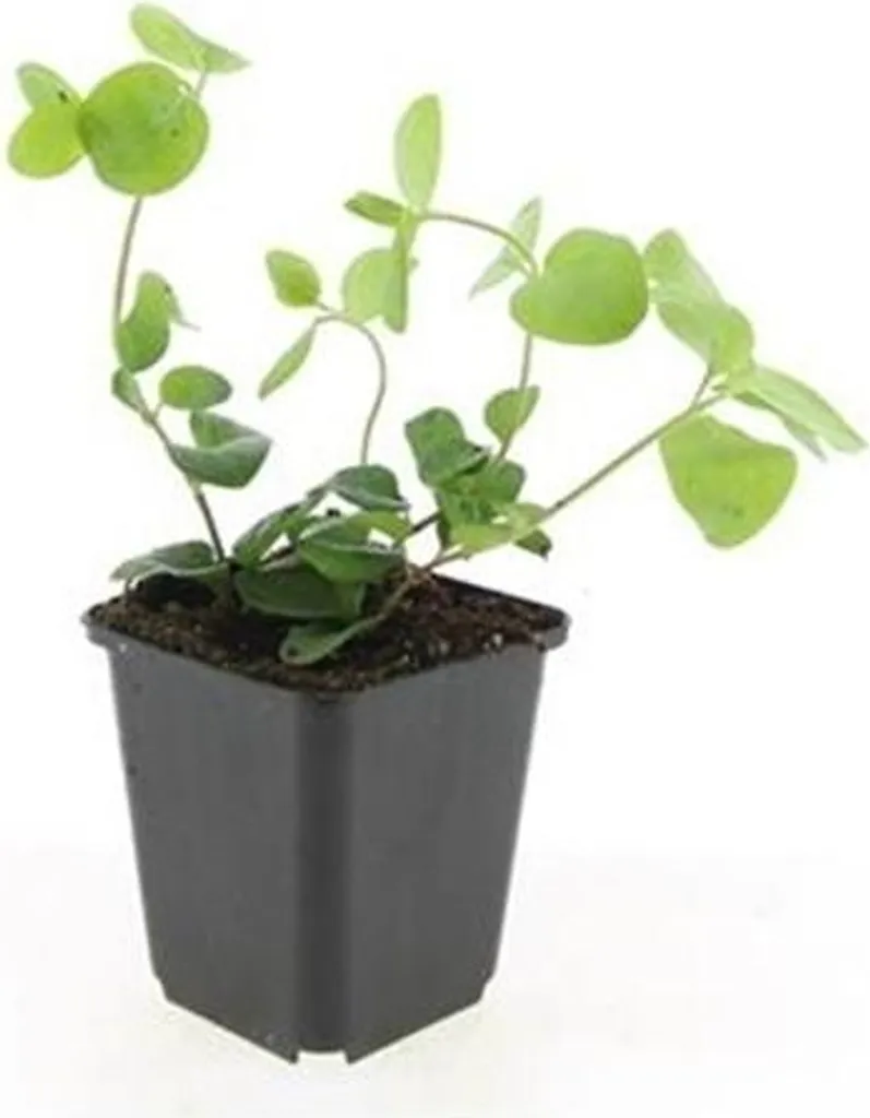 Pervenche Vinca major pour talus et zones d'ombre - Set de 40 couvre-sols