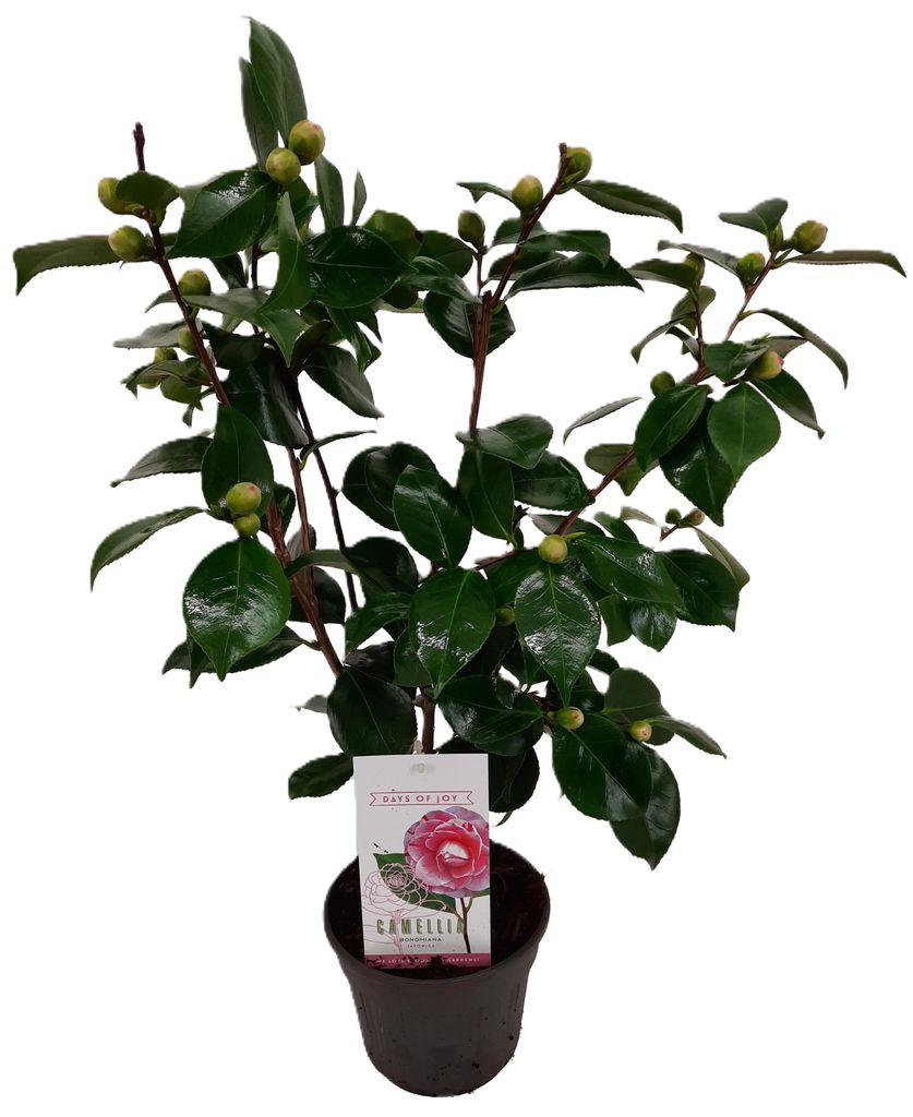 Camellia japonica Bonomiana Kamelie rosa 55cm Topfpflanze Produktbild 