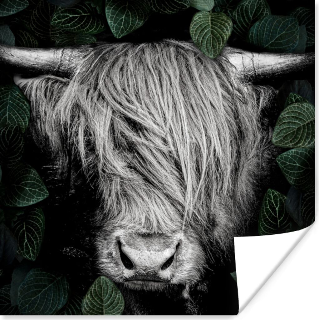 MuchoWow Poster Scottish Highlander - Blätter - Schwarz - Weiß 50x50 cm - Wohnzimmerdekoration