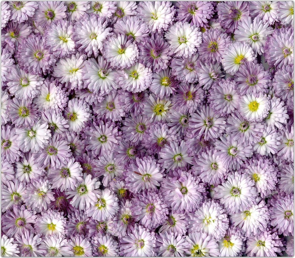 Spritzschutz Herdabdeckplatte Schneidebrett aus Glas Magentameer 1-Teilig (60x52cm)