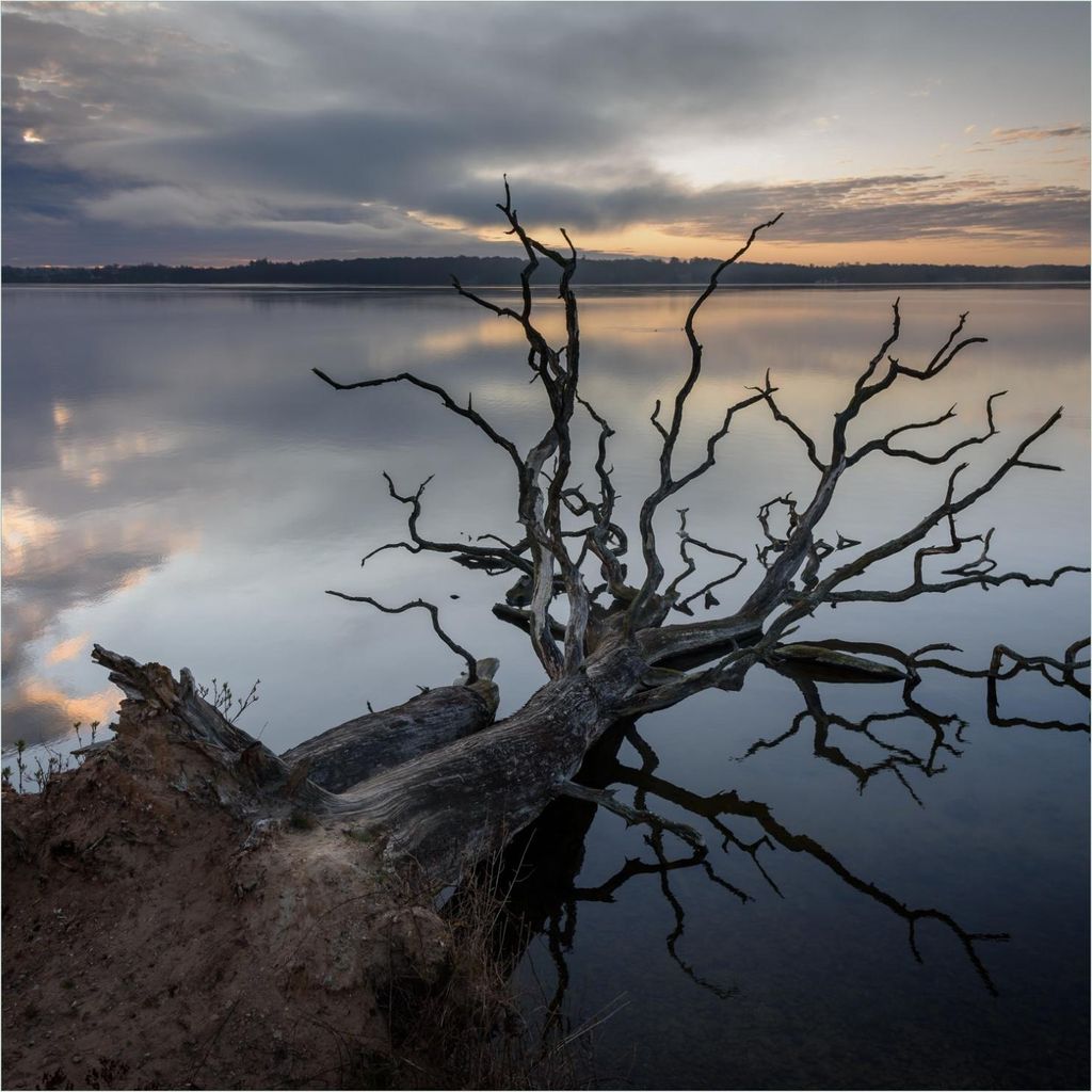 Wallario Premium Glasbild, freischwebende Optik, kräftige Farben, Größe 50 x 50 cm Motiv Baum im Abendlicht