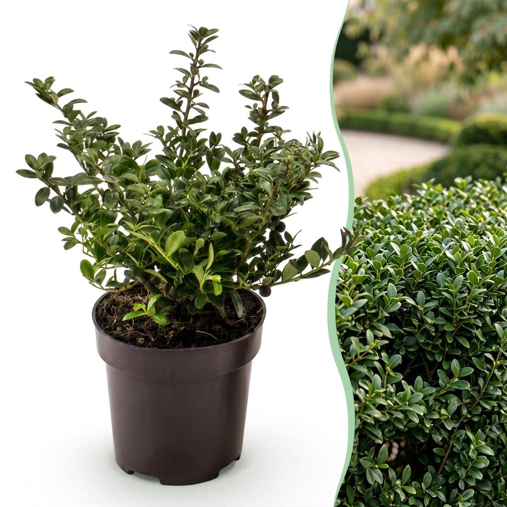 Green boutiQ - 40x Ilex crenata Stokes - Japanische Produktbild 