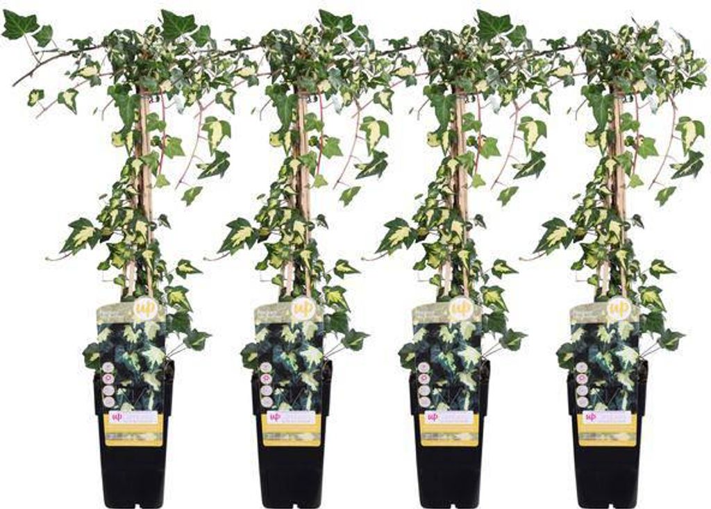 Hedera colchica Dentata Variegata Buntlaubiger Efeu 4 Pflanzen Ø15cm 65cm