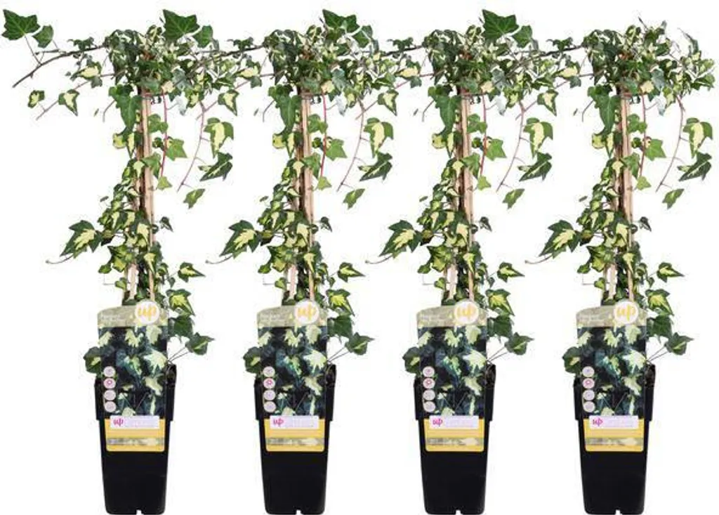 Lierre Panaché Hedera Colchica - Solution Mur Végétal Lot de 4 Plants