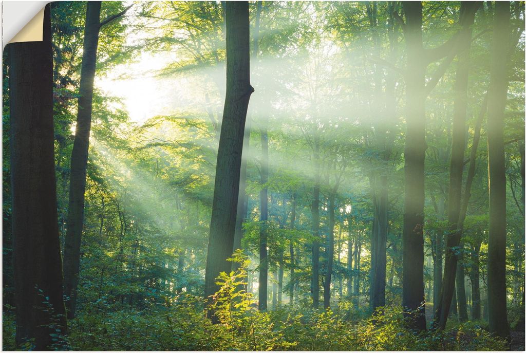 ARTland Wandbild, selbstklebend Licht im Wald Größe: 120x80 cm