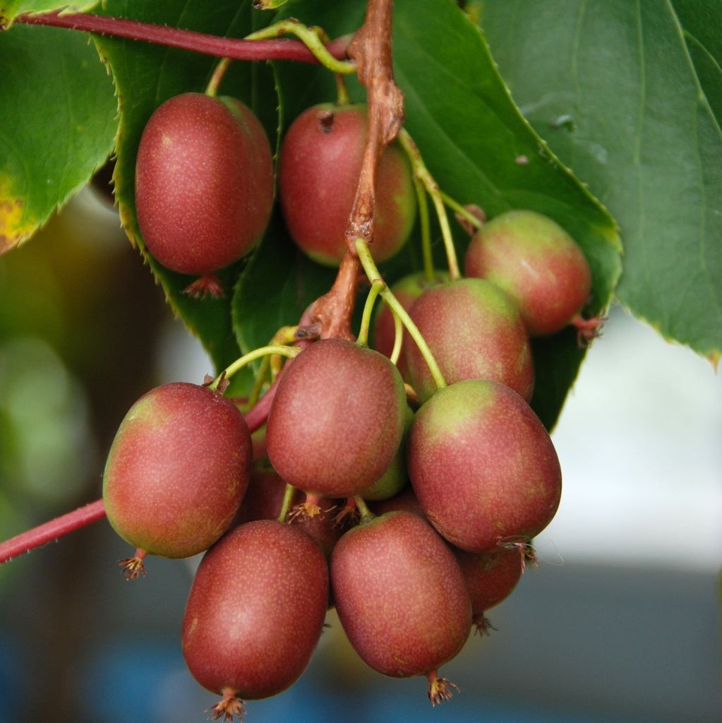 Mini-Kiwi 'Weiki' weiblich, 2L Topf, kräftig wachsende Produktbild 