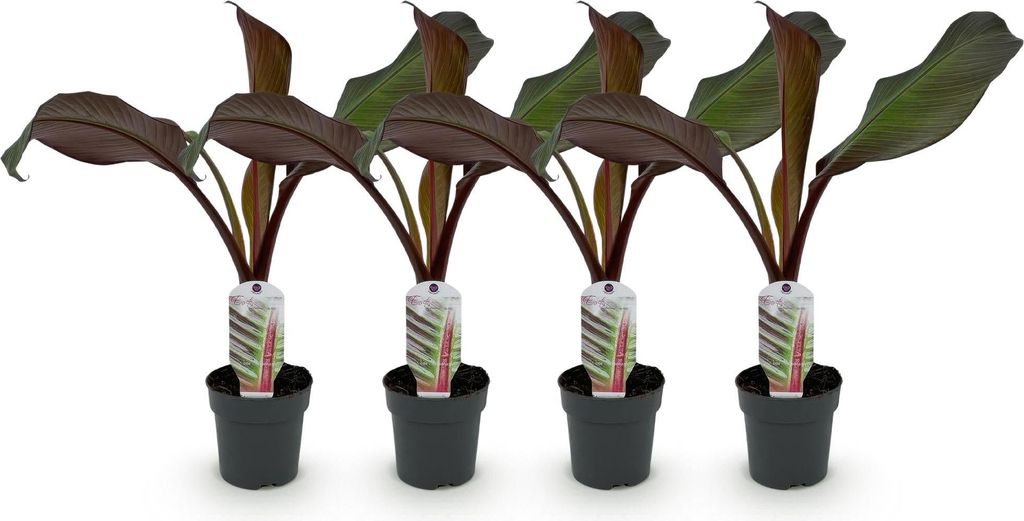 GreenboutiQ - Obstpflanze - Bananenpflanze - Ensete Produktbild 