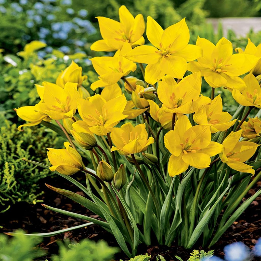 Tulipani Bulbi Fiori Botanici Tulipano Sylvestris 5 pz. Immagine del prodotto 