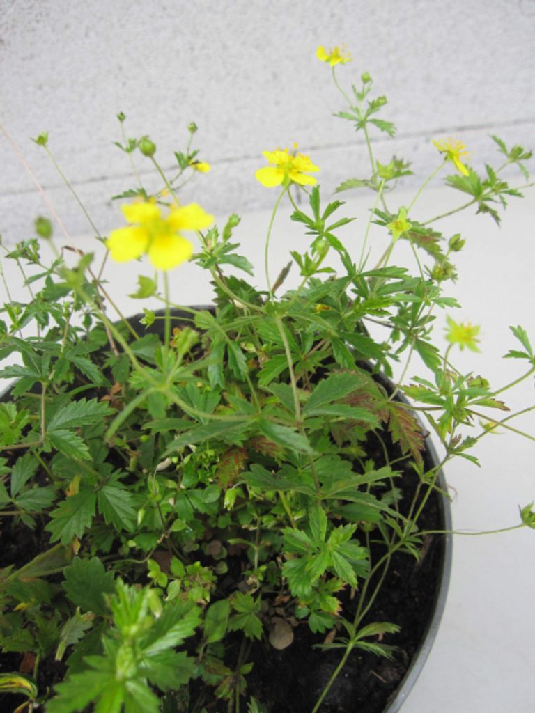 Blutwurz - Tormentill - Potentilla erecta