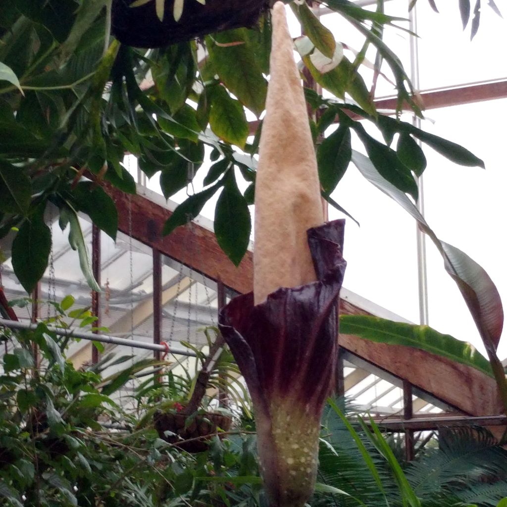 Aronstab (Amorphophallus decus-silvae) - 1 gekeimter Samen