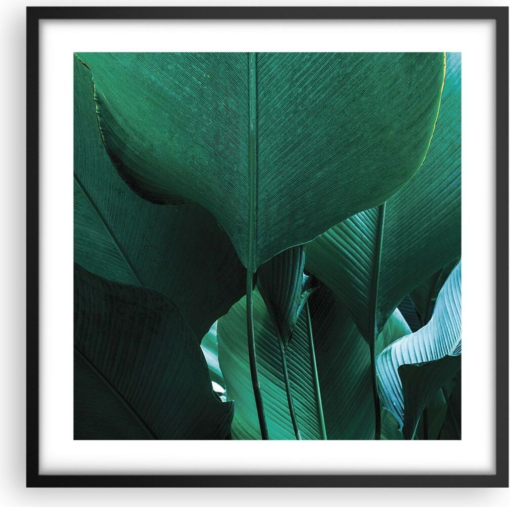 Gerahmtes Poster - Schwarzer Rahmen - Blätter Palmen Banane - 50x50 cm - Wand Bild - Wanddeko - Wandbilder - Kunstposter - Wandposter - Bilderrahm...