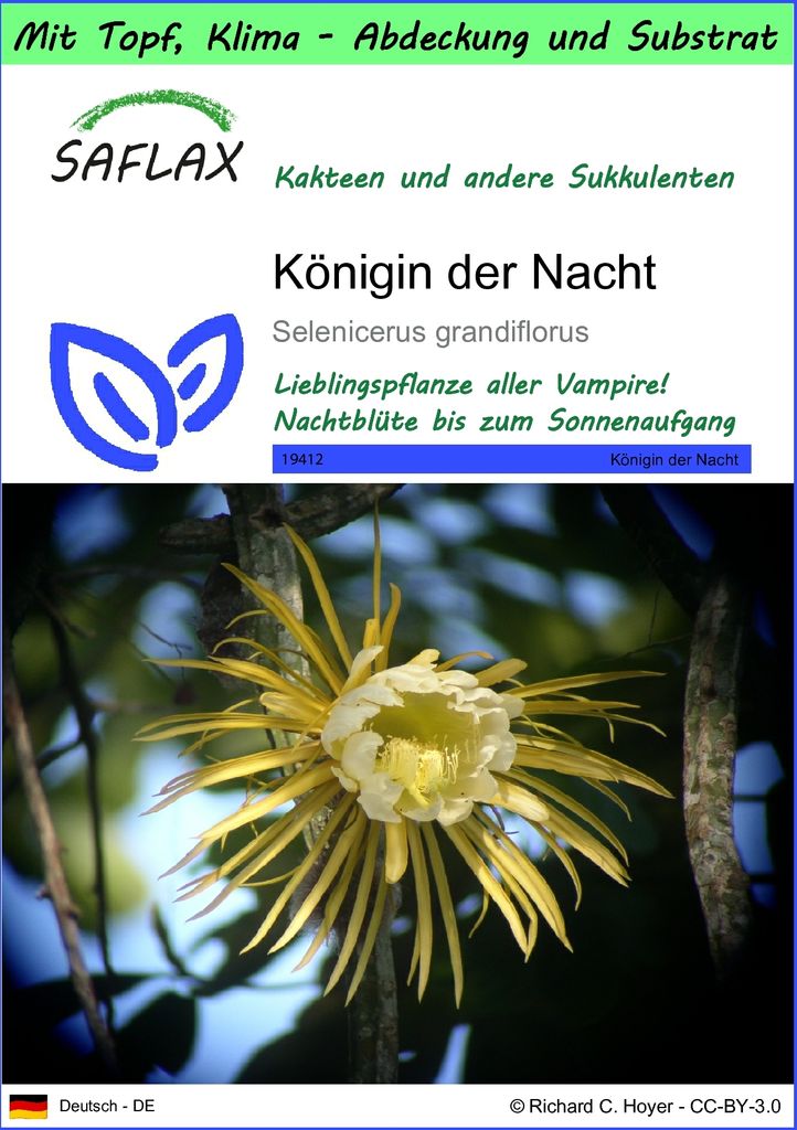 SAFLAX Garden to go - Königin der Nacht - Selenicerus grandiflorus - 40 Samen - Mit Topf, Klima - Deckel und Anzuchtsubstrat
