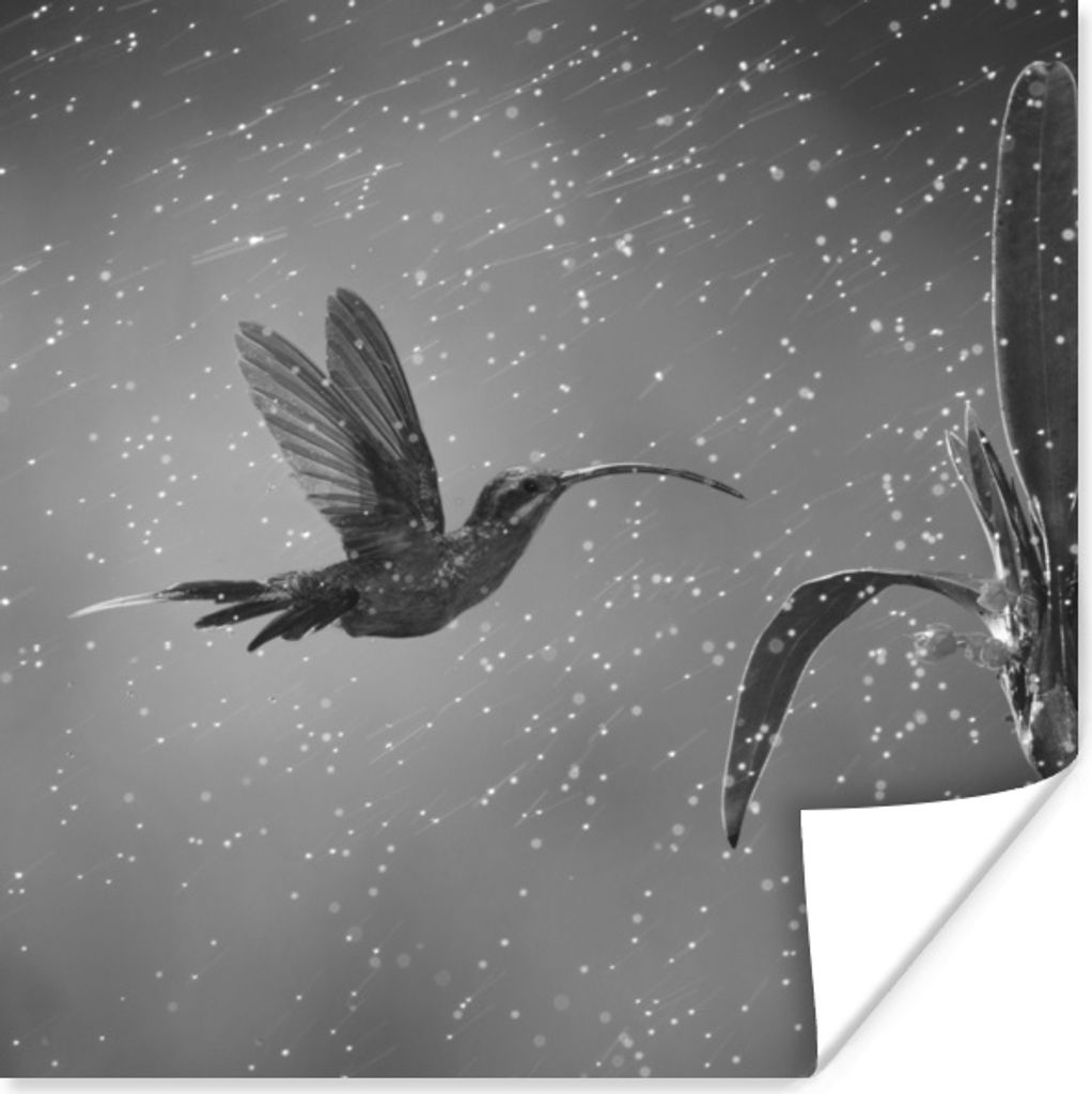 MuchoWow Poster Kolibri im Regen in der Natur von Costa Rica in schwarz und weiß 50x50 cm - Wohnzimmerdekoration
