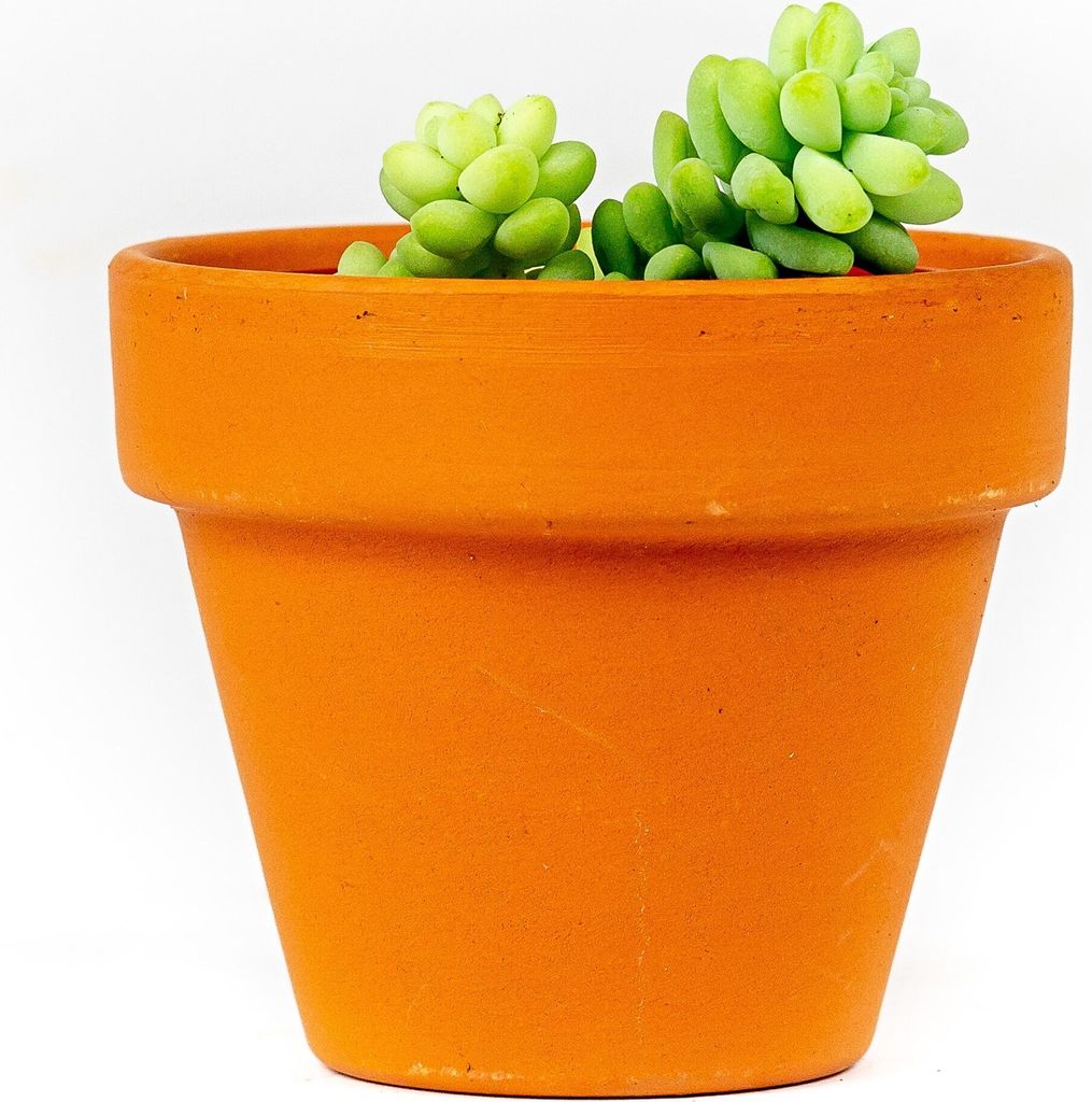 Gardners Sedum Burrito, priemer 6 cm Obrázok produktu 