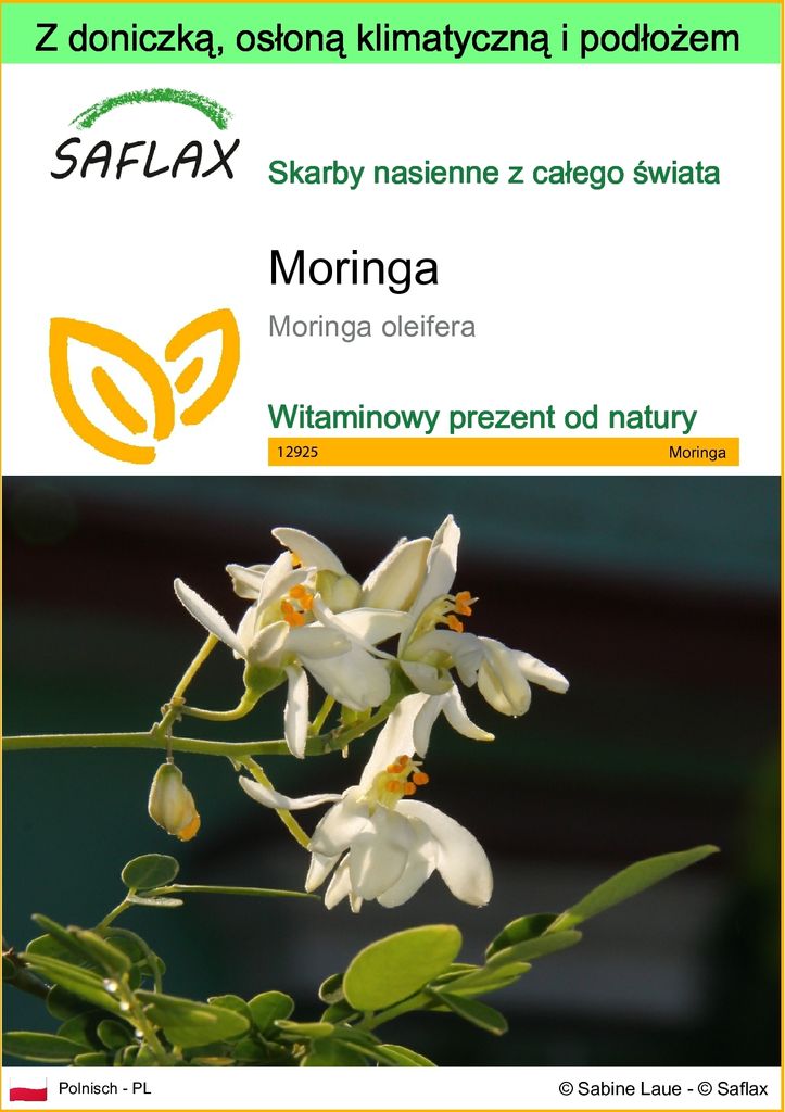 SAFLAX - Garden to go - Moringa - 10 Nasiona - Z doniczką, Zdjęcie produktu 