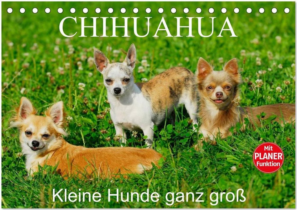 Chihuahua - Kleine Hunde ganz groß (Tischkalender 2026 DIN A5 quer), CALVENDO Monatskalender