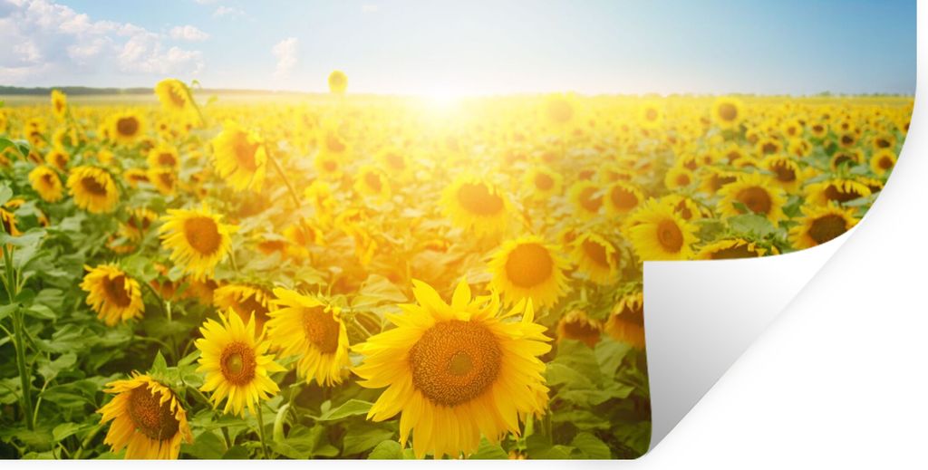 MuchoWow Wandtattoo Wandsticker Wandaufkleber Sonnenblume - Sonne - Wolken 40x20 cm Selbstklebend und Repositionierbar - Aufkleber