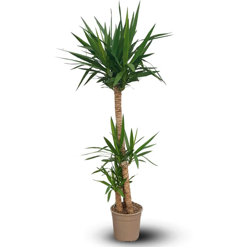 Plante Yucca d'intérieur pour débutant sans avoir la main verte