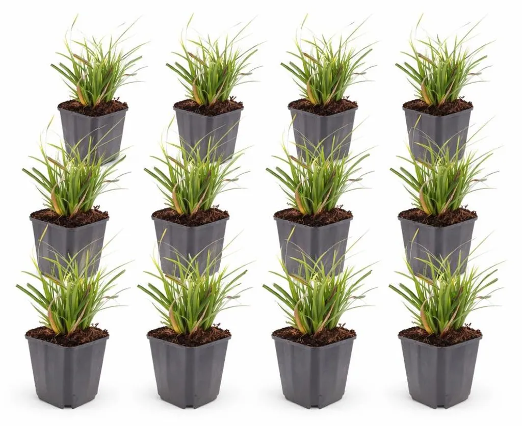 Graminée ornementale Carex morrowii - Lot de 12 laîches japonaises 9cm