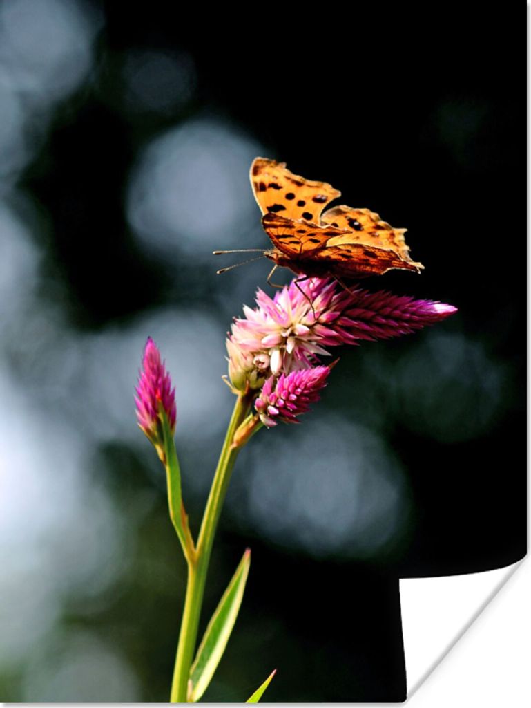 MuchoWow Poster Schmetterling - Blumen - Insekten 60x80 cm - Schlafzimmer Dekoration