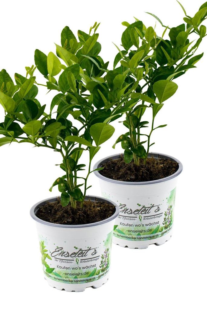 Enseleits 2er Set Kaffir Limette - Kaffernlimette Produktbild 