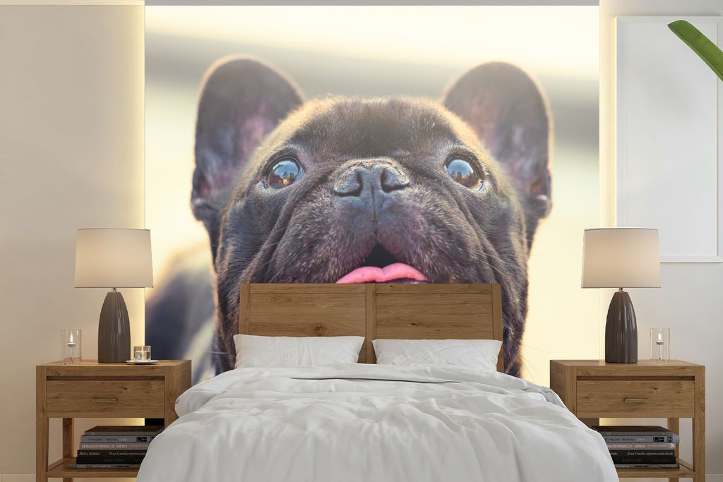 MuchoWow Fototapete für Wohnzimmer oder Schlafzimmer Wandtapete Vinyl Motivtapete Französische Bulldogge - Schwarz - Sonne - 240x240 cm - Schla...