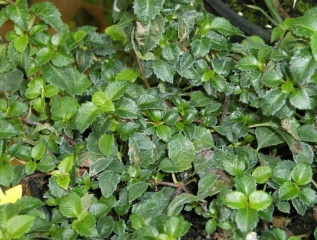 Hydrangea petiolaris Cordifolia - Kletterhortensie - 15-20 cm