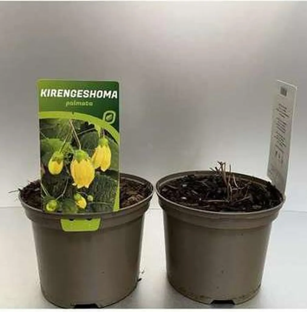 Kirengeshoma palmata : 6 Plants pour Fleurir vos Zones sans Soleil