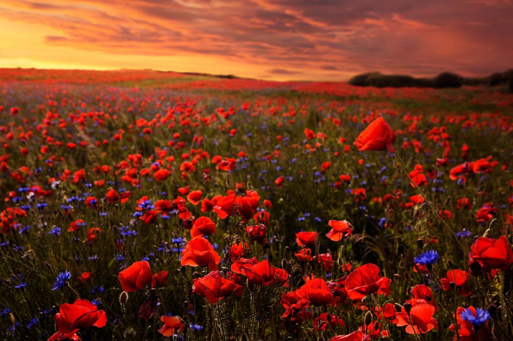 Muralo Fototapete Blumen 208 (B) x 146 (H) cm Vlies Tapete Wandtapeten Wohnzimmer Schlafzimmer moderne Wandbilder XXL Pflanzen Natur Wand Dekoration