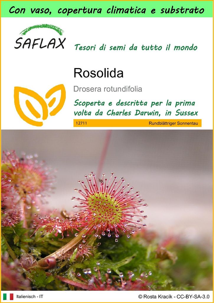 SAFLAX Garden to go - Rosolida - 50 semi - Drosera Immagine del prodotto 