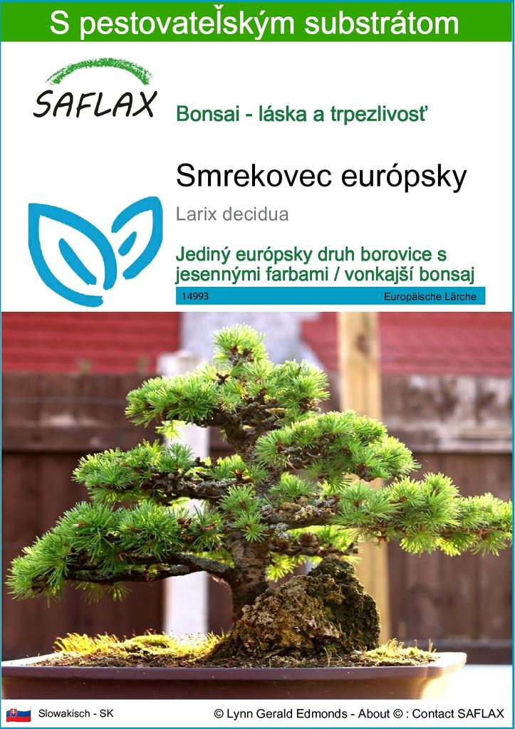 SAFLAX - smrekovec európsky - Larix decidua - 75 Semená - S Obrázok produktu 