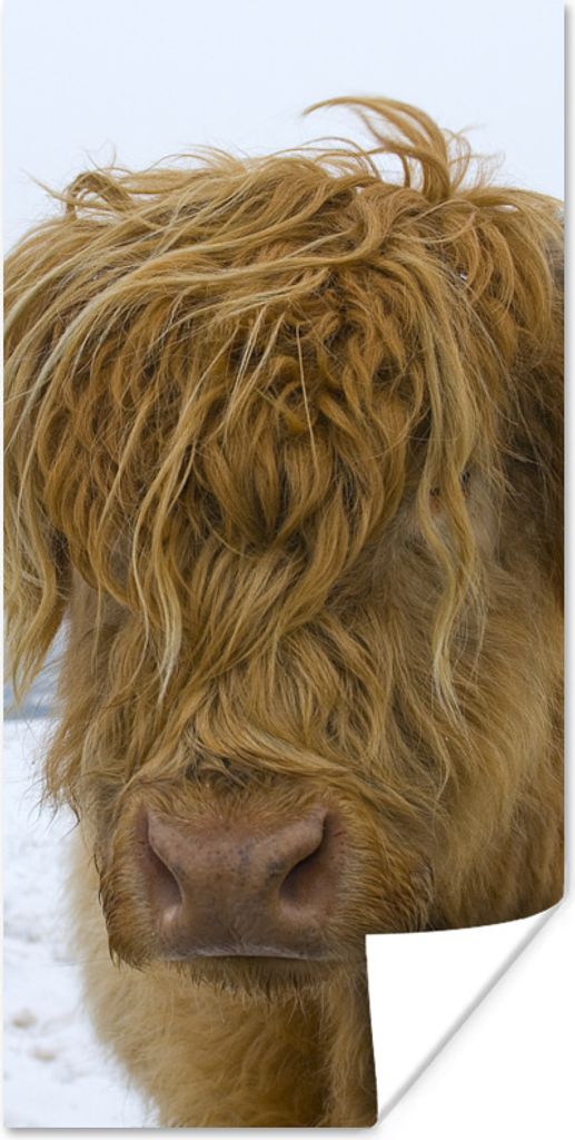 MuchoWow Poster Schottische Highlander - Schnee - Kuh 60x120 cm - Wandschmuck