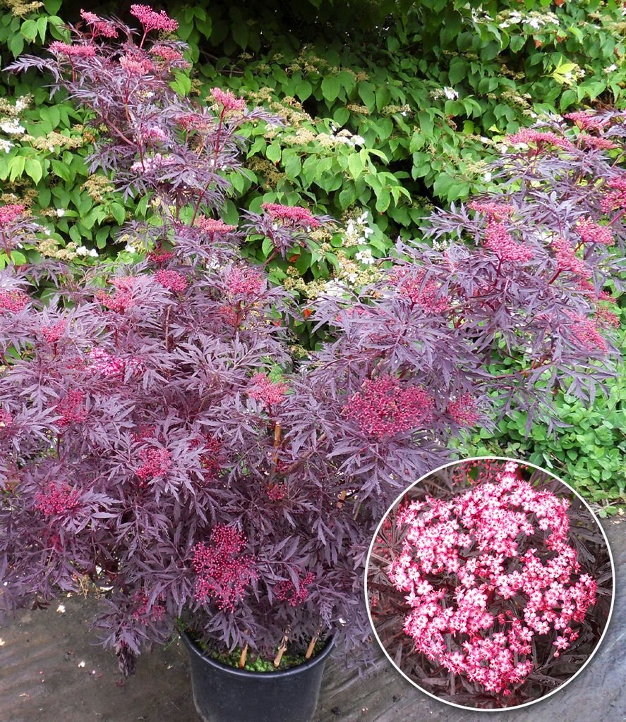 A potted plant with purple foliage and pink flowers, with a close-up inset of the flowers.