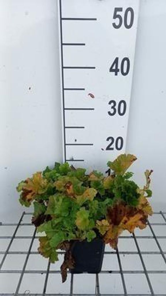 6 x Geum hybr. 'Banana Daiquiri' - Nelkenwurz - Topf 9 x 9 cm